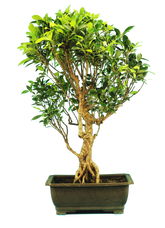 Ficus Retusa (Specimen) #124